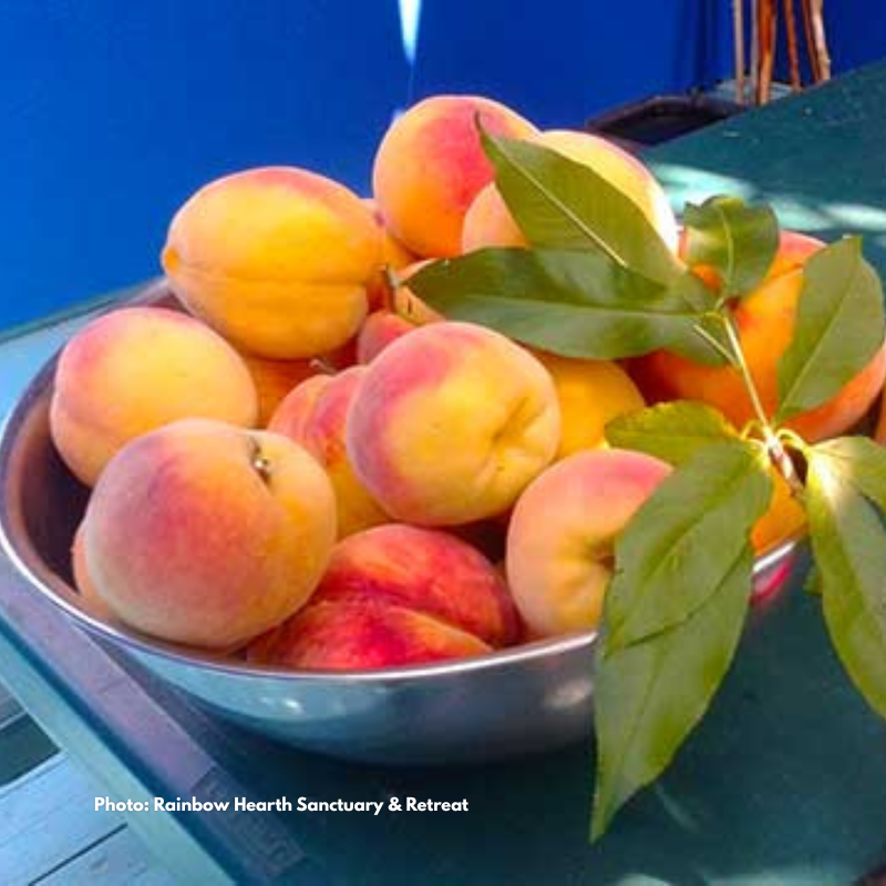 Meals and Snacks at Rainbow Hearth Sanctuary & Retreat