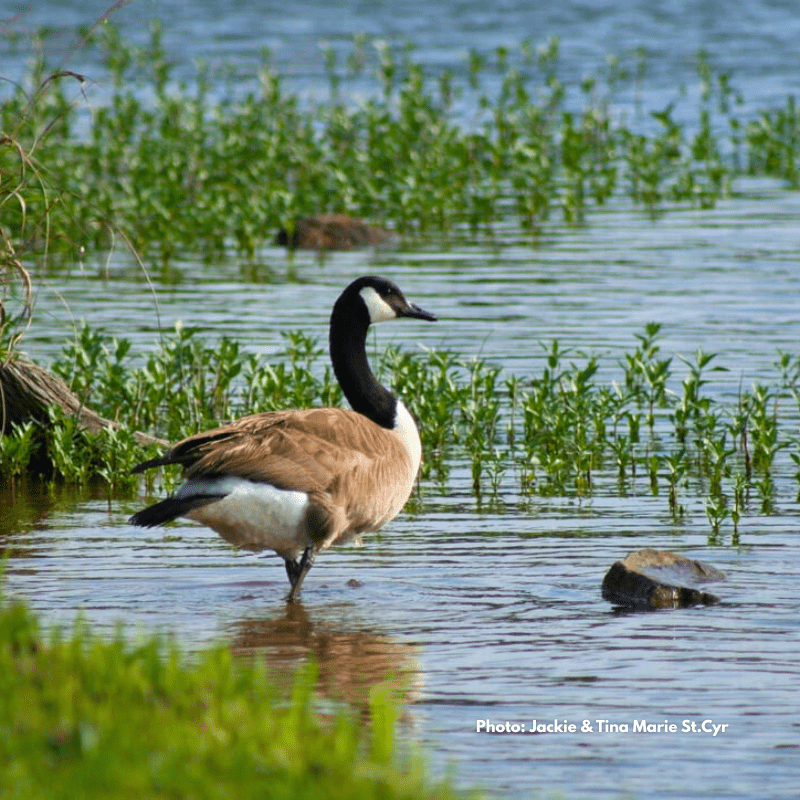 Nature at Rainbow Hearth Sanctuary & Retreat