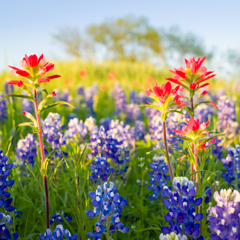 Parks near Burnet TX