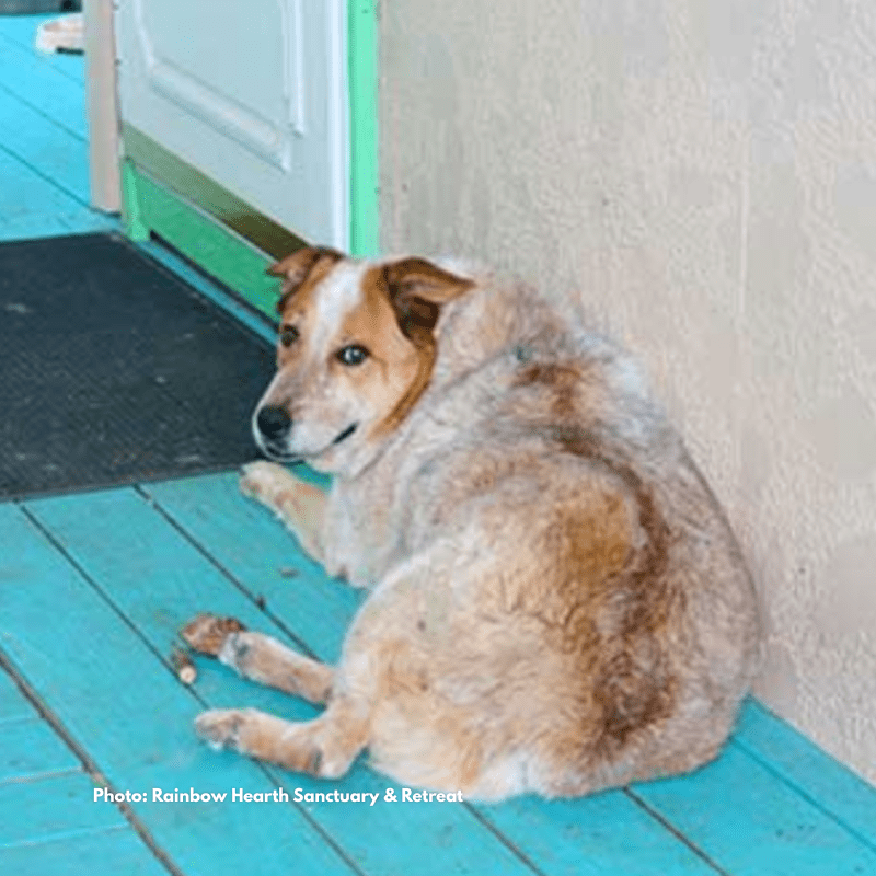 Pet Friendly Bed and Breakfast