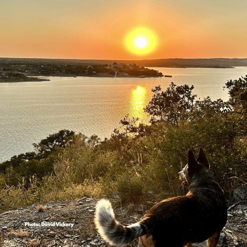 Pet Friendly at Rainbow Hearth Sanctuary & Retreat