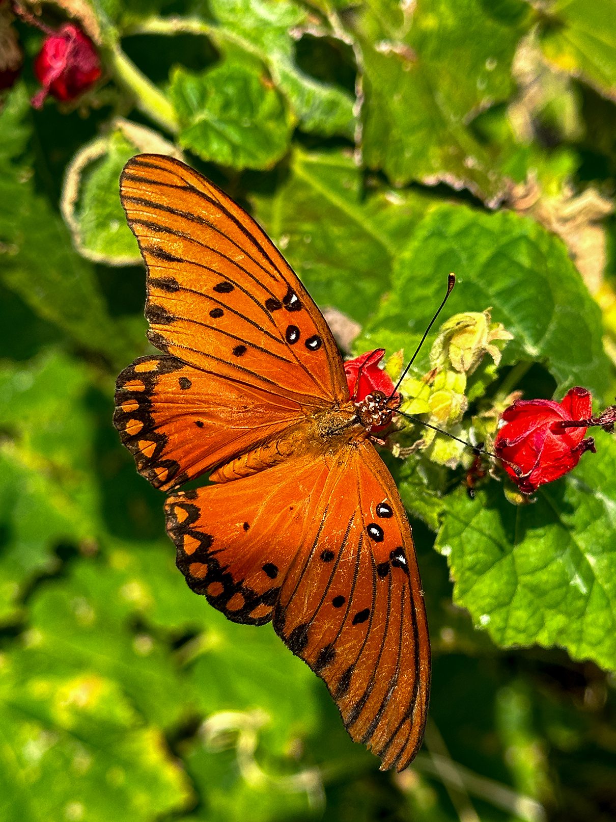 Rainbow Hearth Sanctuary & Retreat in Burnet Texas Photo by David Vickery
