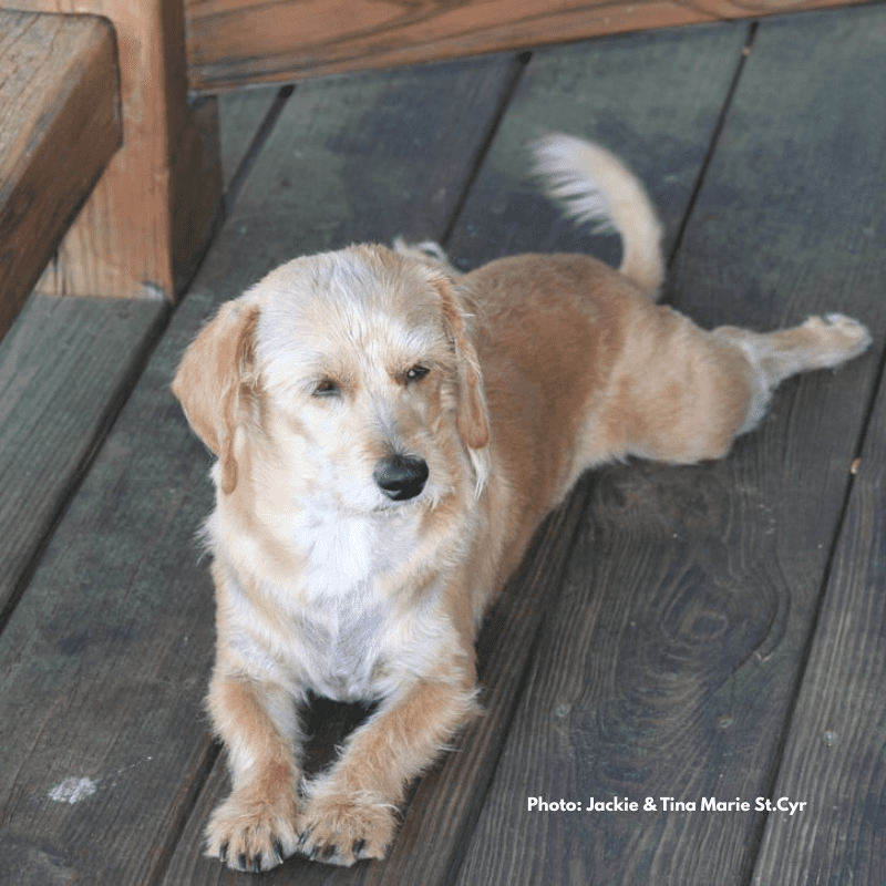 Rainbow Hearth Sanctuary & Retreat is a Pet Friendly Hotel Photo by Jackie & Tina Marie St.Cyr