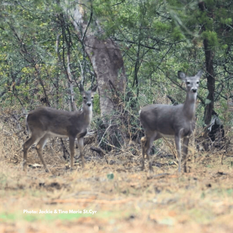 Wildlife at Rainbow Hearth Sanctuary & Retreat Photo by Jackie & Tina Marie St.Cyr