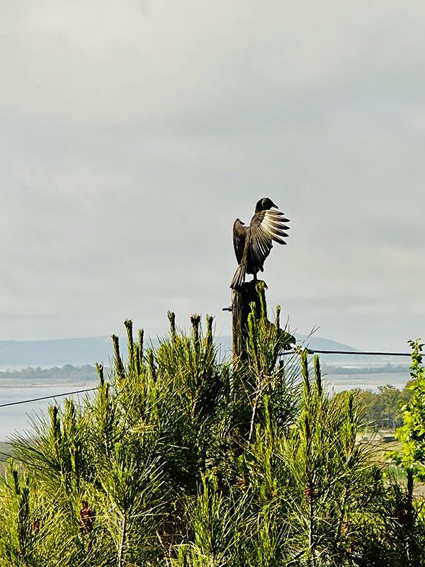 Nature Retreat Rainbow Hearth Sanctuary & Retreat Photo by Mariah Wentworth