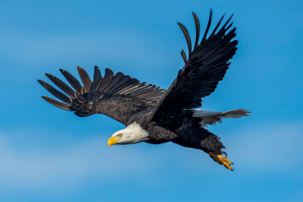 Canyon of the Eagles